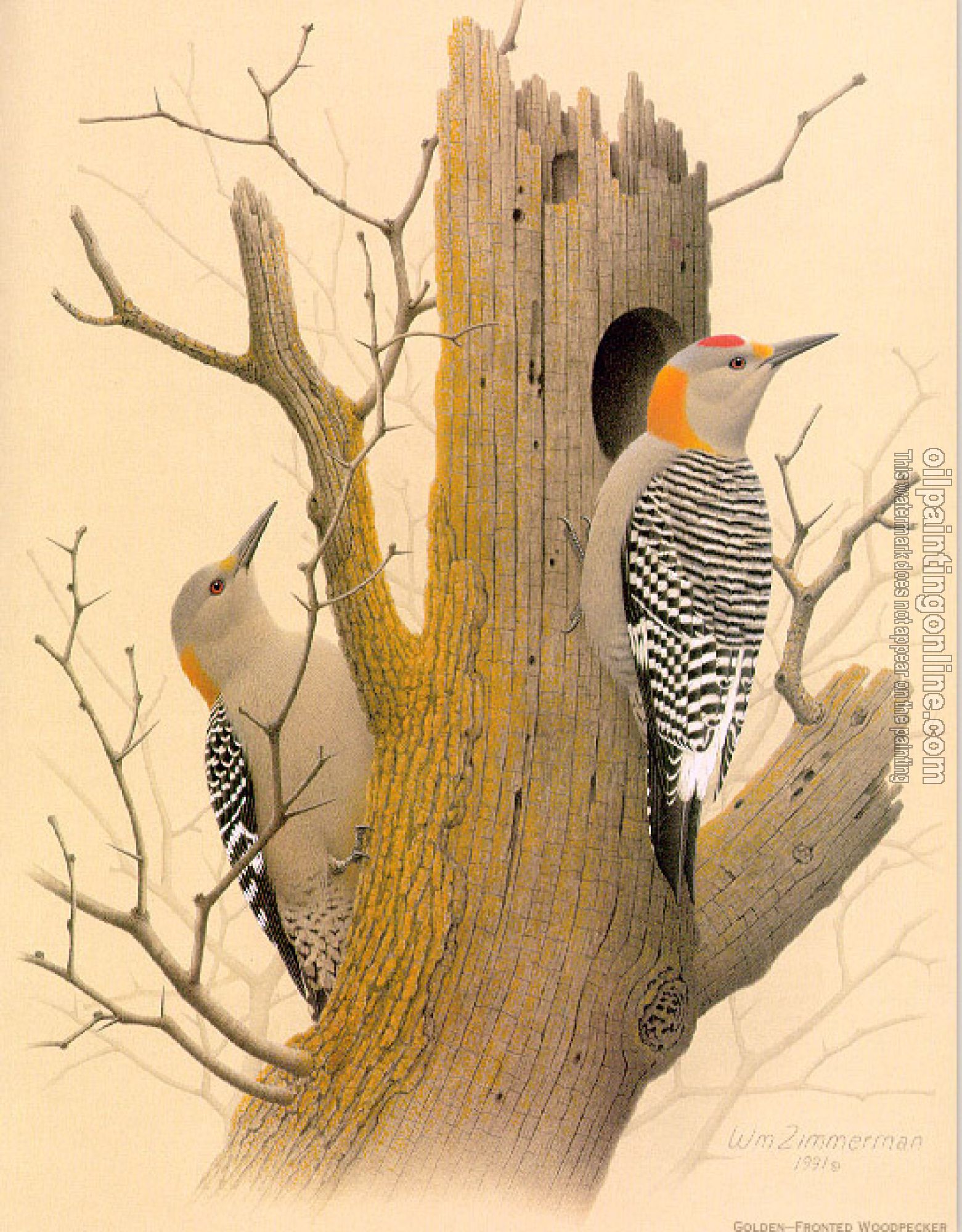 William Zimmerman - Golden-fronted Woodpecker